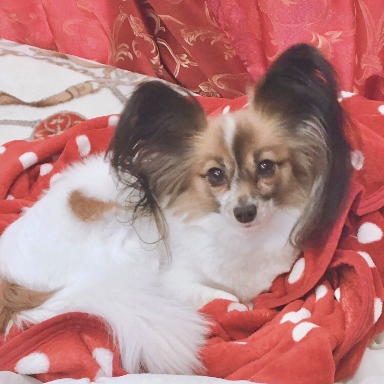 我が家のアイドル🐶✨／安心ドライブサポートクッション発売！